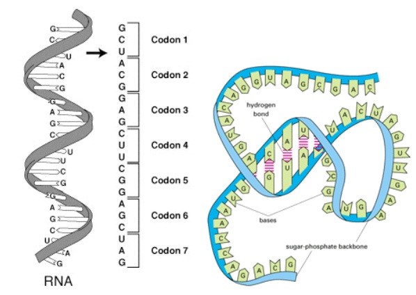 Modelo Rna Rotulado Untitled
