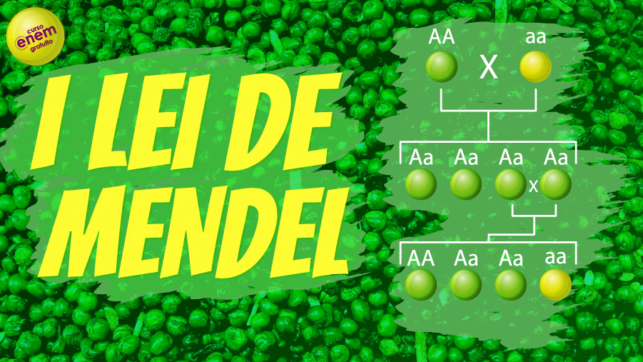 aula de primeira lei de mendel