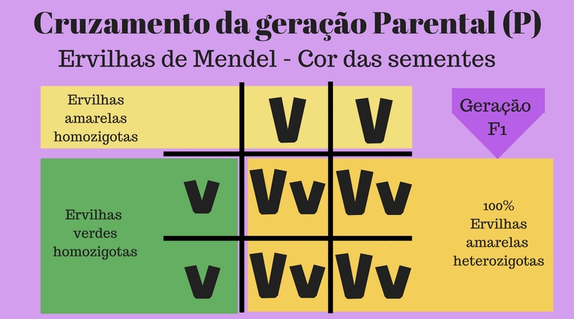 Primeira Lei de Mendel: o que diz e a dominância completa