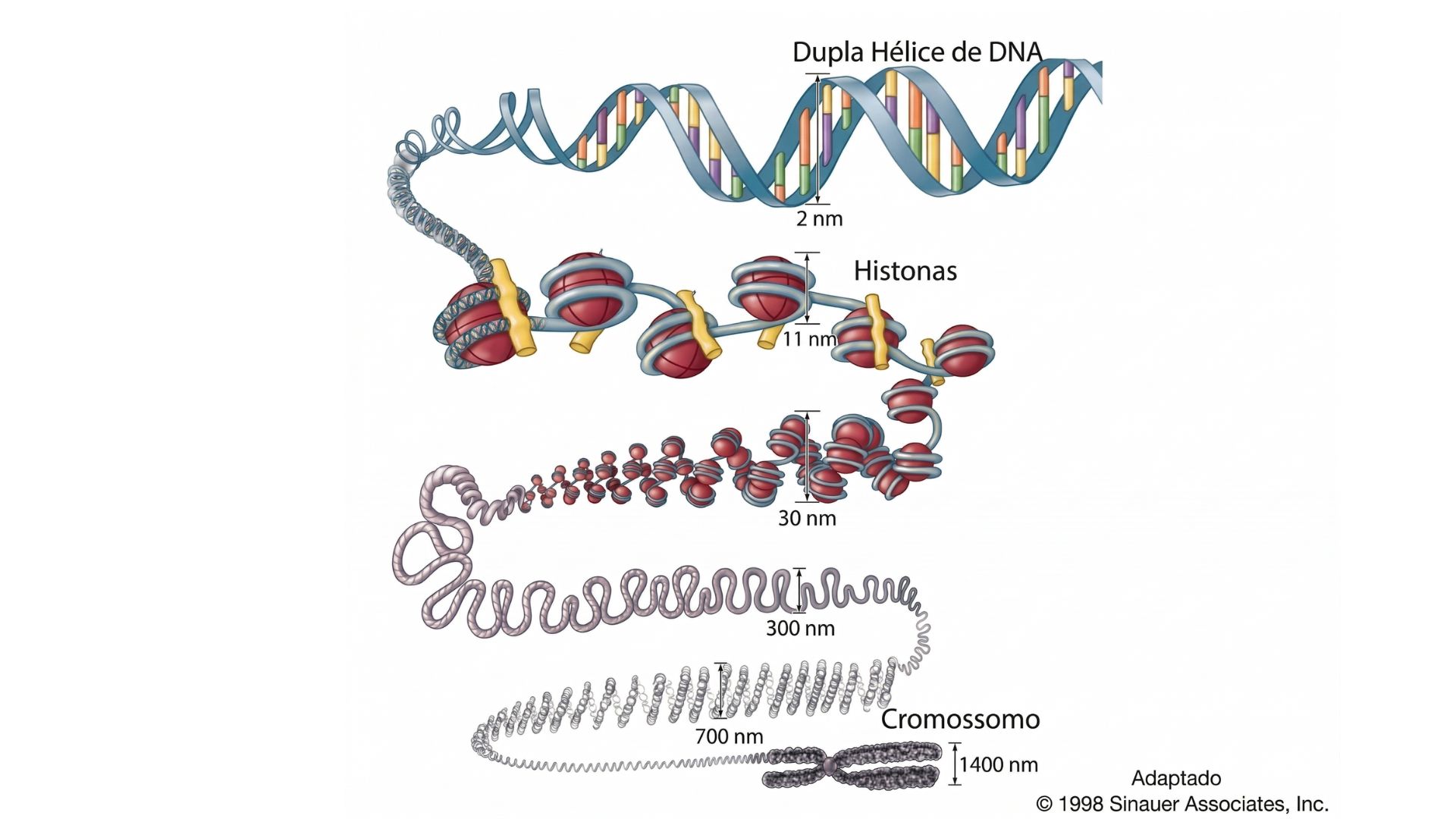 Esta imagem ilustra os níveis hierárquicos de compactação do DNA, mostrando como a dupla hélice é progressivamente organizada para formar um cromossomo.