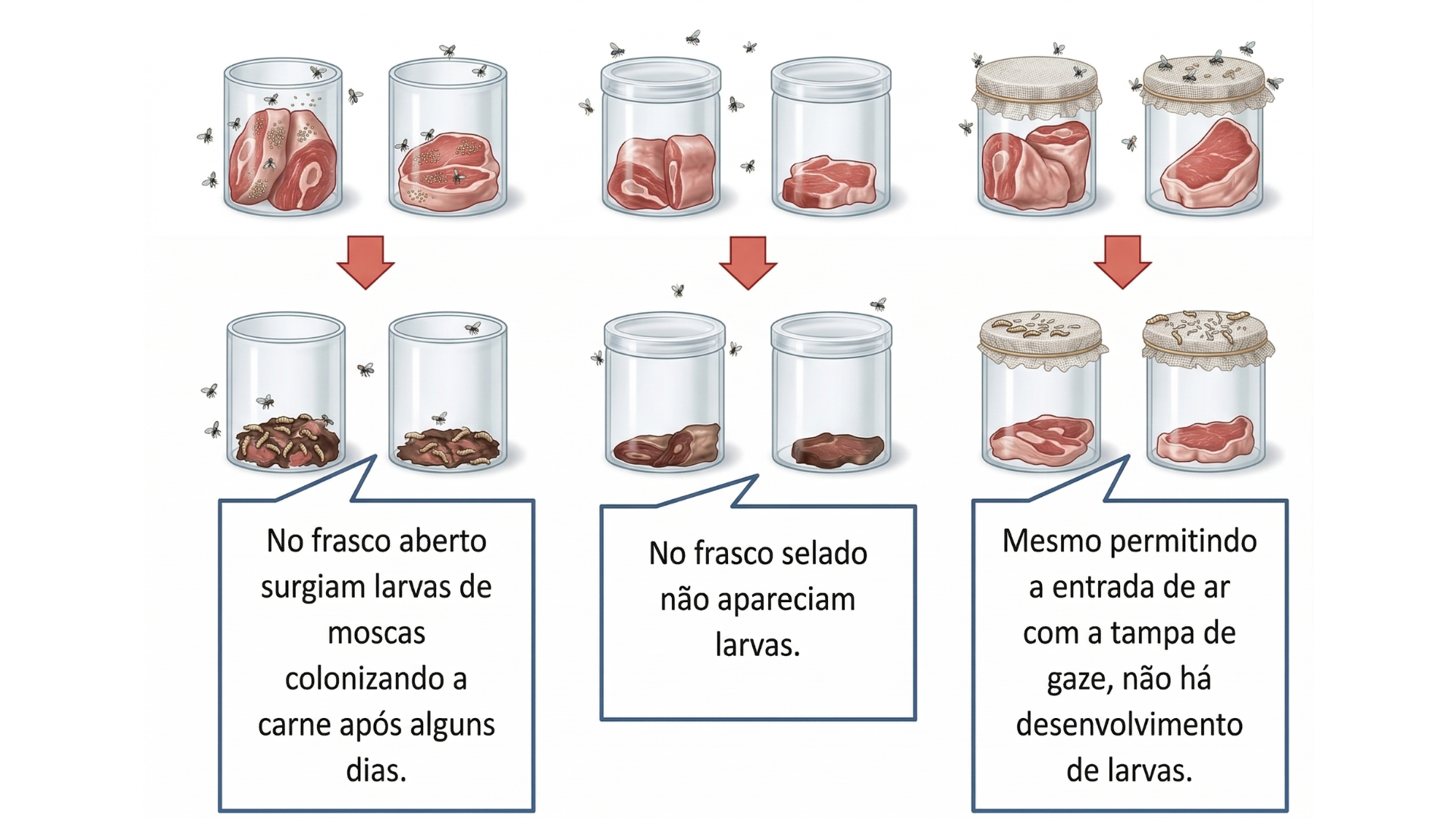 Infográfico do experimento de Francesco Redi sobre a origem da vida. A imagem mostra três pares de frascos de vidro contendo carne. O primeiro par está aberto e atrai moscas, resultando em larvas na carne. O segundo par está selado hermeticamente, sem moscas ou larvas. O terceiro par está coberto com gaze; as moscas ficam sobre a gaze e as larvas aparecem apenas por cima dela, mantendo a carne limpa.