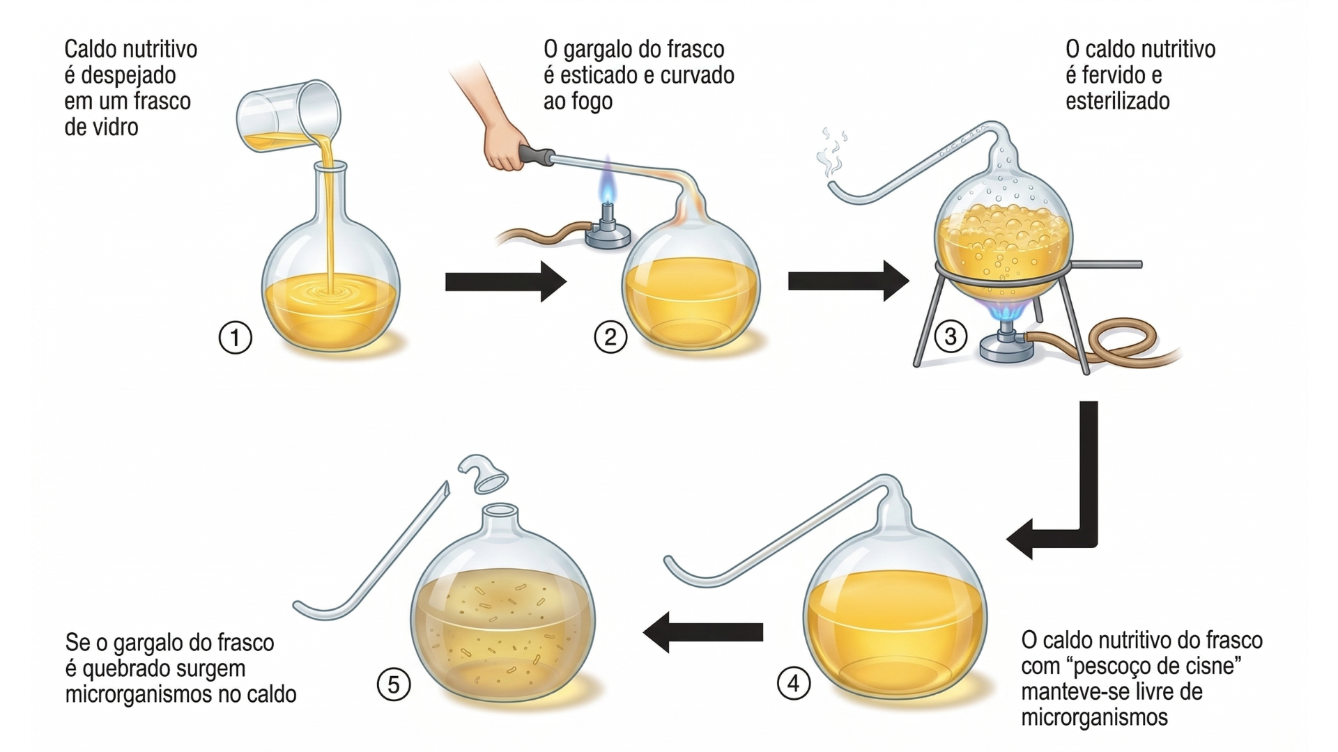 Pasteur provou que a vida surge apenas de outra vida pré-existente (biogênese) ao impedir a entrada de microrganismos no caldo nutritivo.