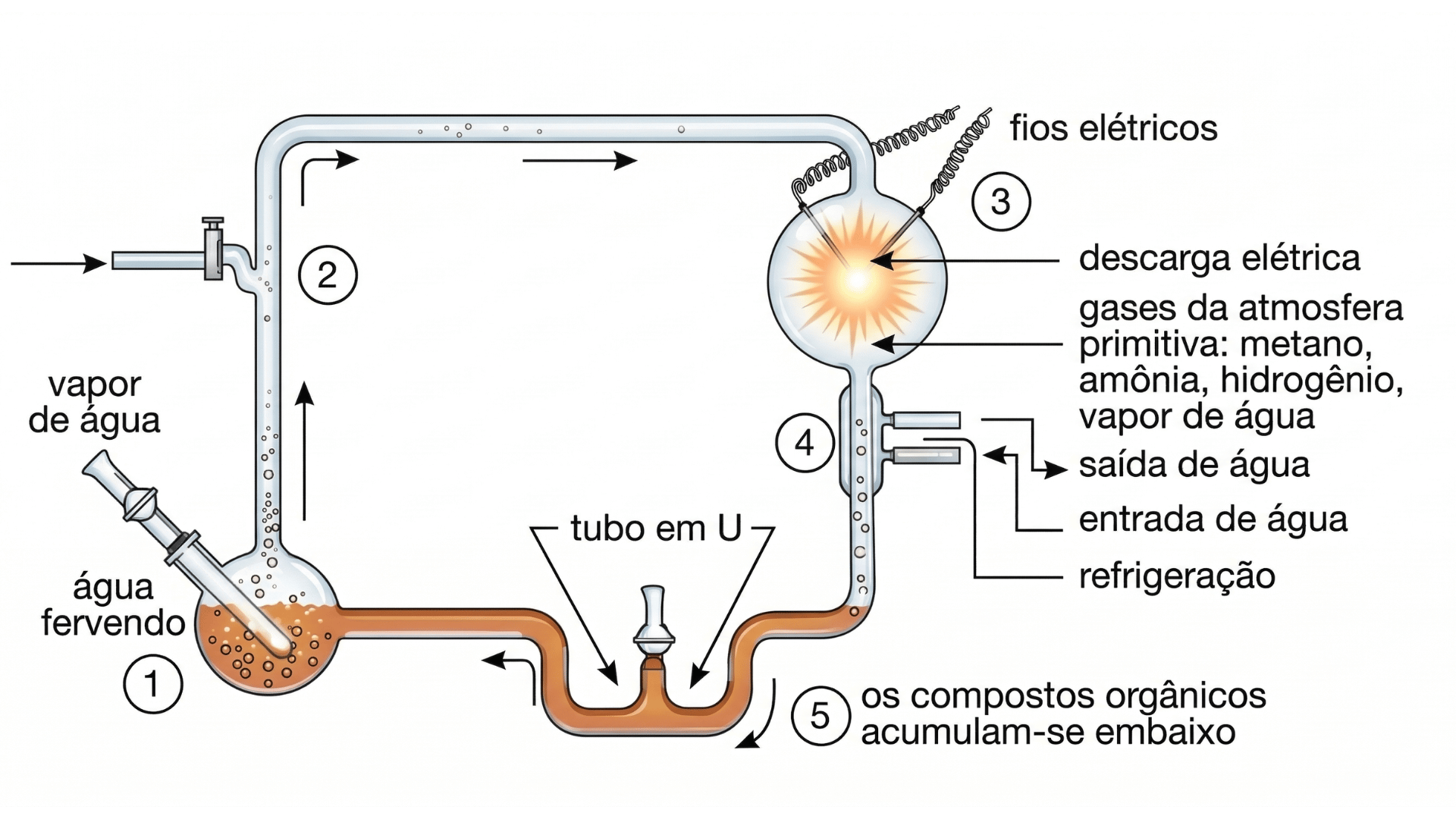 Infográfico técnico em alta resolução mostrando o aparelho do Experimento de Miller-Urey. O diagrama exibe um sistema fechado de tubos de vidro, com numeração de 1 a 5 indicando o fluxo circular: da ebulição da água (1) para uma câmara de reação com descargas elétricas e gases (3), passando por um condensador (4), e terminando na coleta de compostos orgânicos em um tubo em U (5). Todos os textos estão em português.