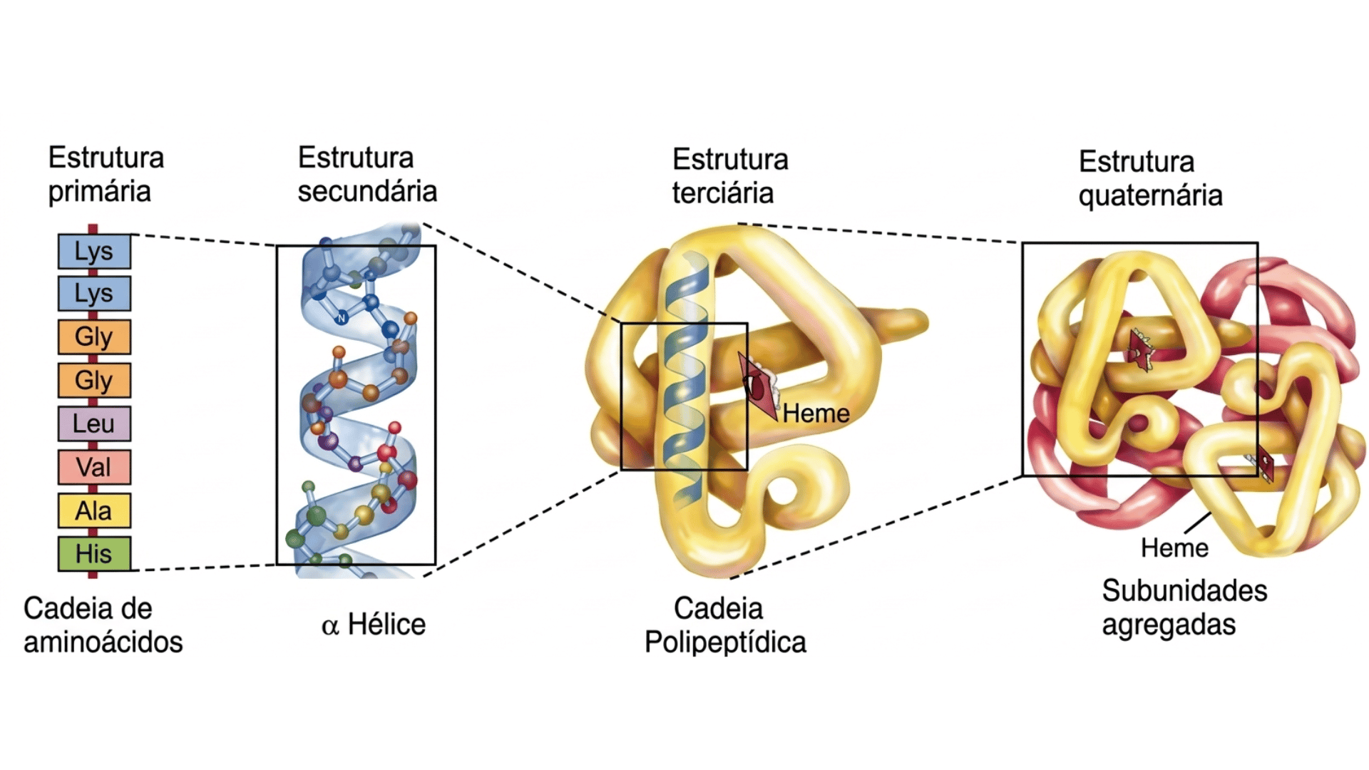 Um infográfico científico ilustrando os quatro níveis de organização estrutural das proteínas (primária, secundária, terciária e quaternária) com diagramas e rótulos em português.