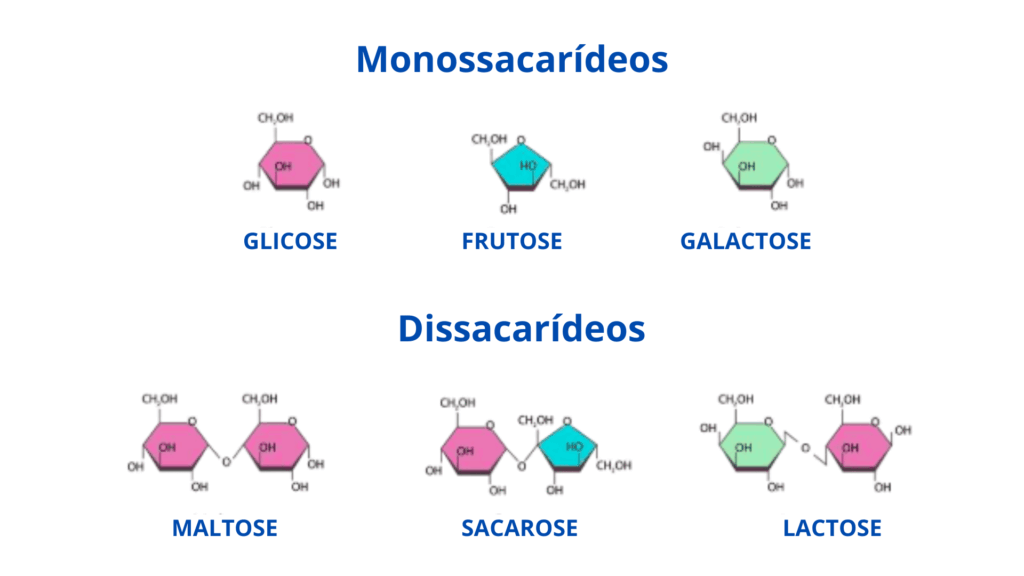 Um infográfico ilustrando as estruturas químicas dos monossacarídeos e dissacarídeos. A imagem é dividida em duas seções. A seção superior mostra três monossacarídeos: glicose (um anel de 6 lados roxo), frutose (um anel de 5 lados verde) e galactose (um anel de 6 lados verde-amarelado). A seção inferior mostra três dissacarídeos: maltose (composta por duas unidades de glicose), sacarose (composta por glicose e frutose) e lactose (composta por galactose e glicose). As estruturas são mostradas como fórmulas estruturais e os anéis são coloridos para destacar as diferenças.