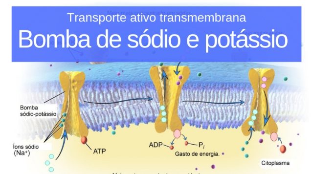 Transporte ativo na membrana plasmática: bomba de sodio e potássio