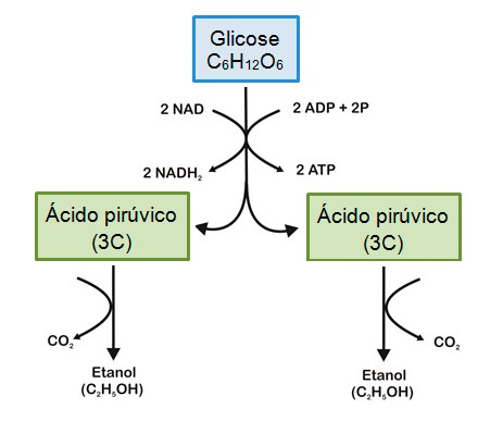 Fermentação alcoólica e láctica - Resumo de Biologia para o Enem