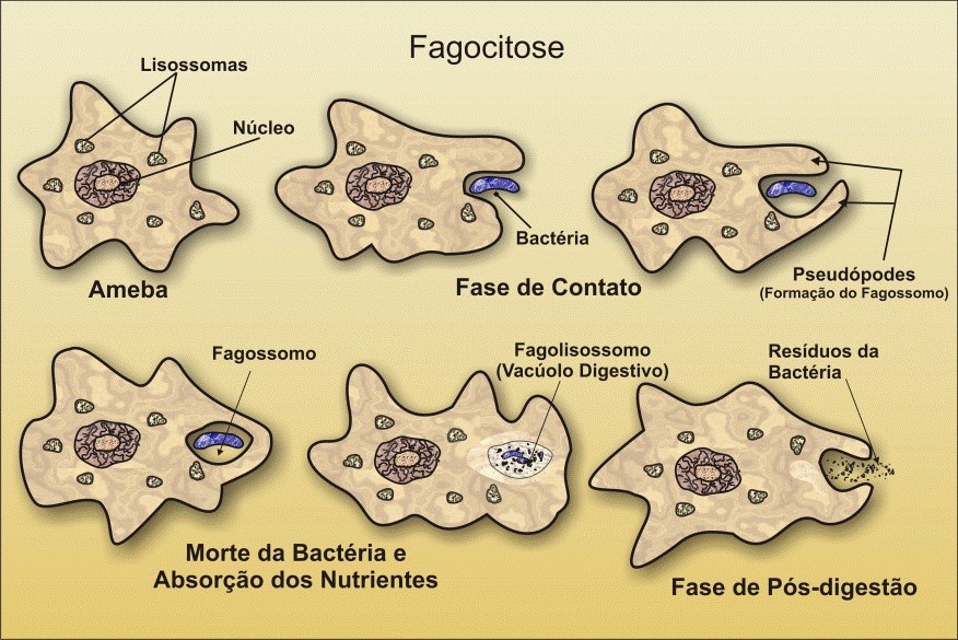 Qual A Diferença Entre Fagocitose E Pinocitose