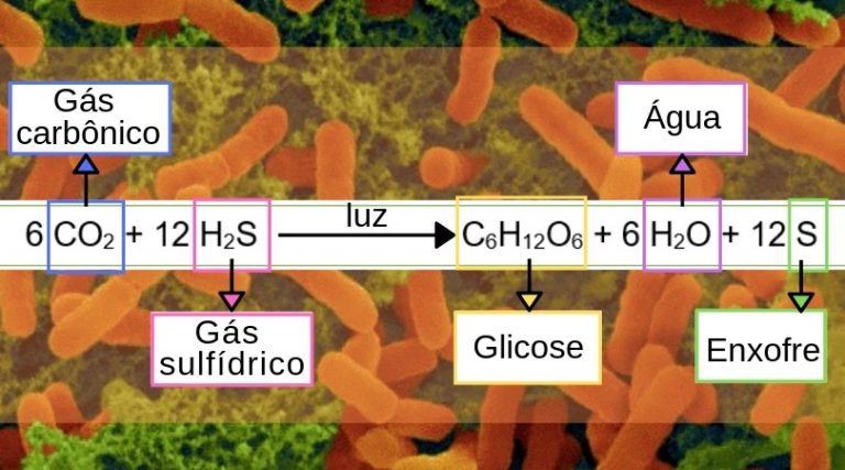 Quimiossíntese e fotossíntese bacteriana: resumo de biologia