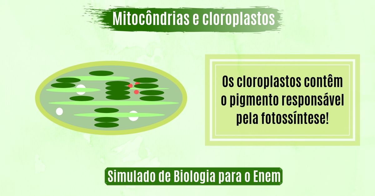 simulado de mitocôndrias