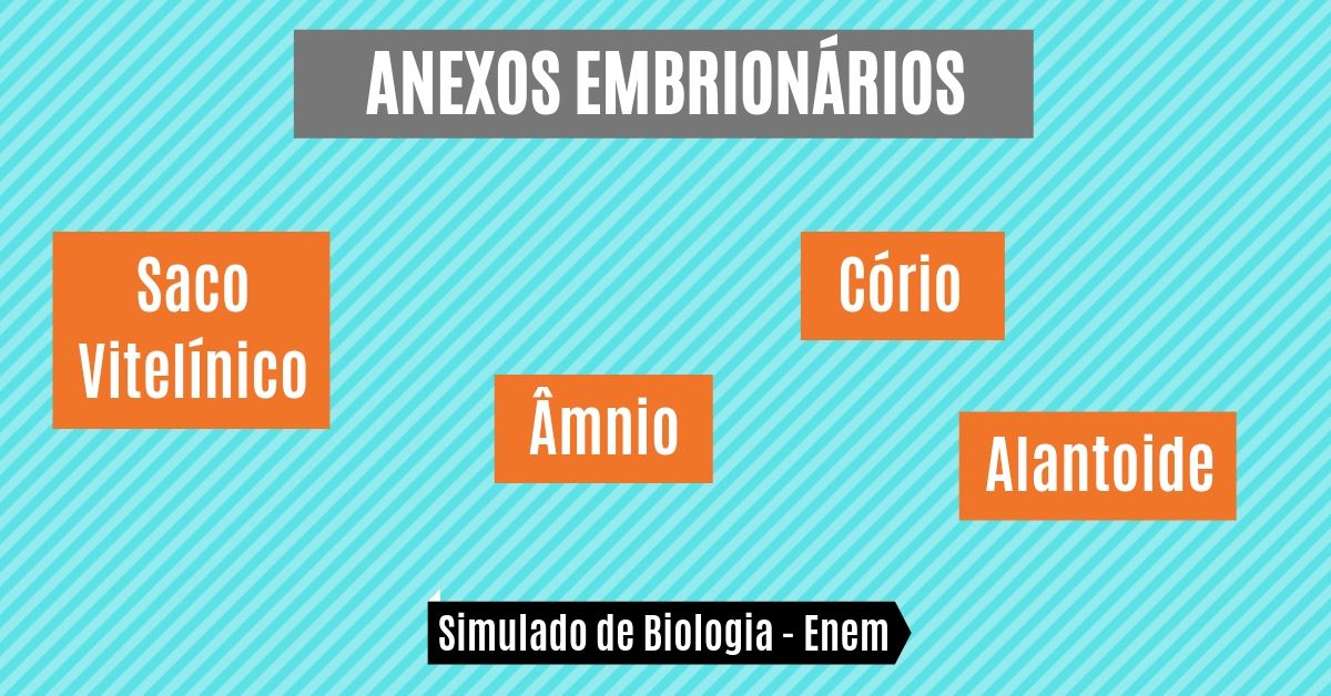 simulado de anexos embrionários