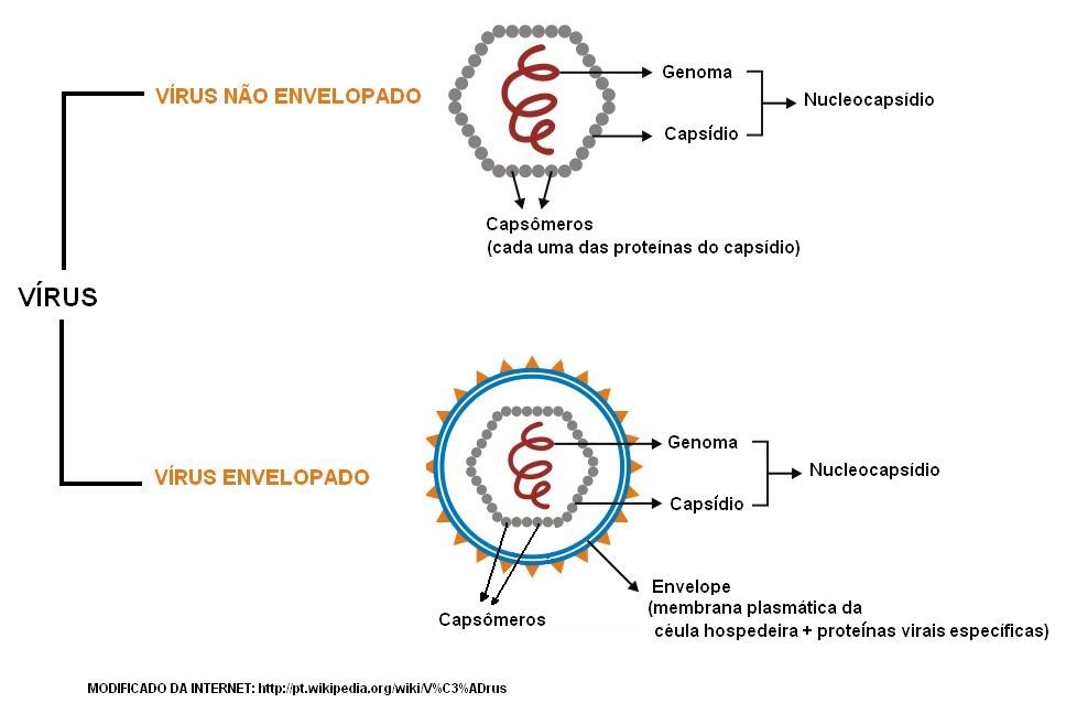 Vírus: o que são, estrutura, reprodução e características
