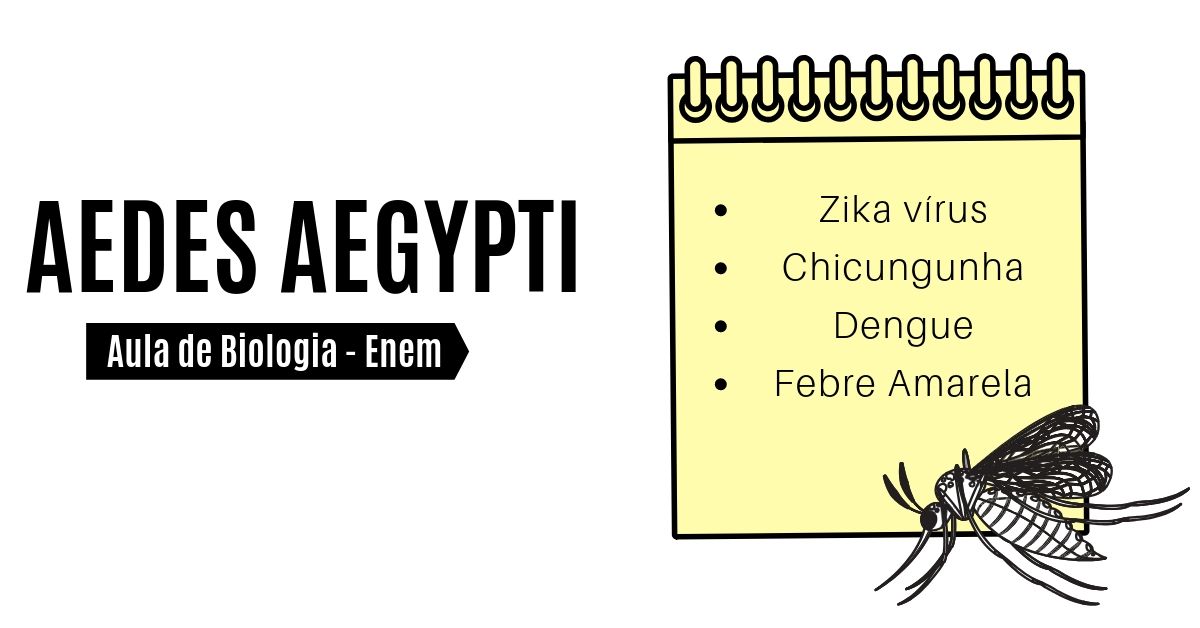 aula de aedes aegypti