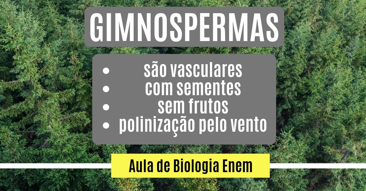 aula de gimnospermas