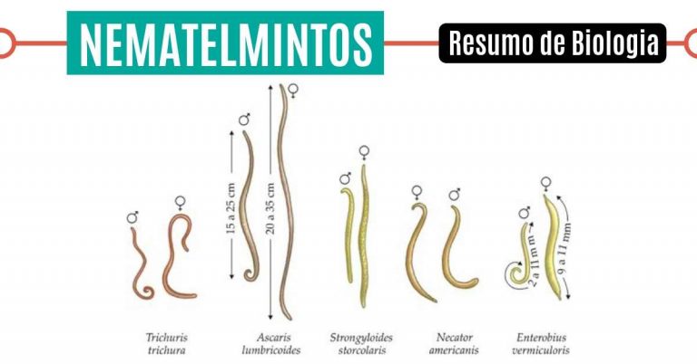 Nematelmintos: o que são, exemplos e principais características