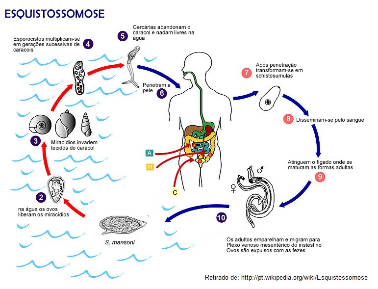 Cite Dois Modos De Prevenção Da Esquistossomose