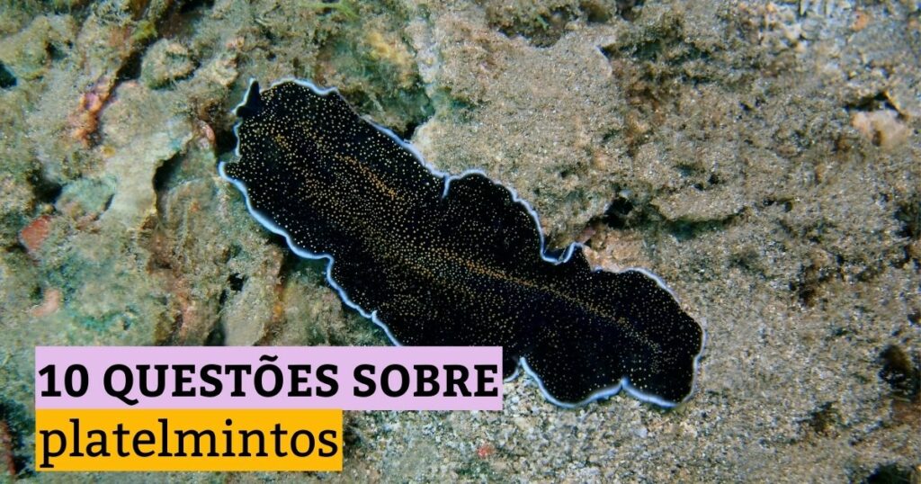 Simulado de platelmintos: teste seus conhecimentos de Biologia