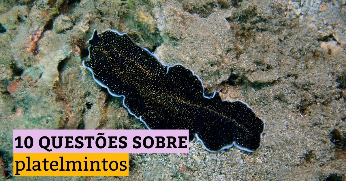 10 questões sobre platelmintos: simulado de Biologia