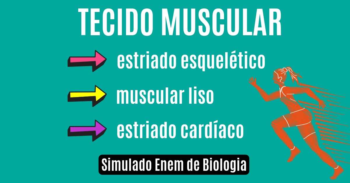 simulado de tecido muscular