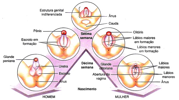 características sexuais humanas genitália humana