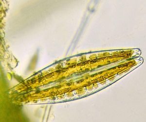 alga unicelular diatomácea