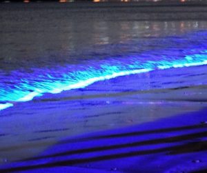 algas unicelulares bioluminescentes