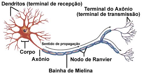 estrutura dos neurônios