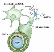 oligodentrócito envolvendo trechos do axônio do neurônio no tecido nervoso
