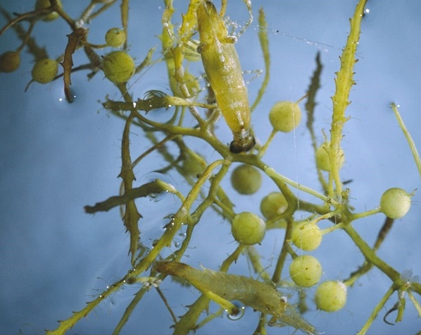 Alga do gênero Sargassum