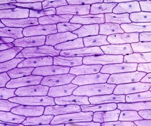 Células da epiderme de uma cebola