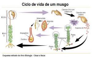 Briófitas: características, ciclo de vida e reprodução