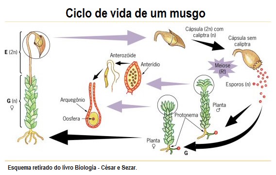 Ciclo de vida de uma briófita