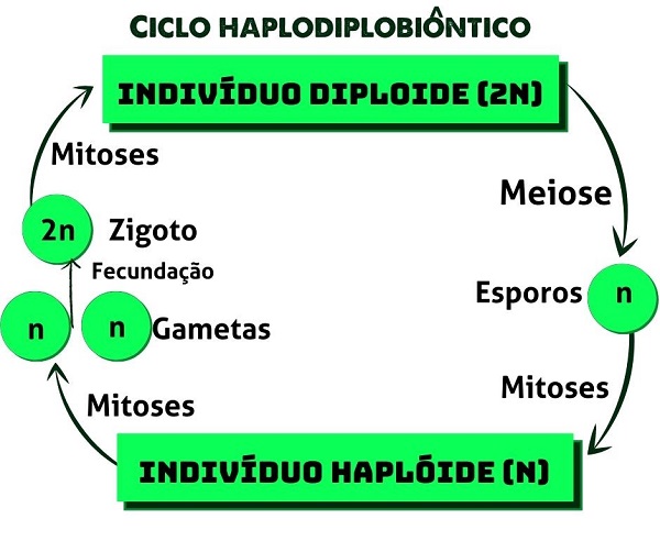 Ciclo de vida haplodiplobiôntico - Briófitas