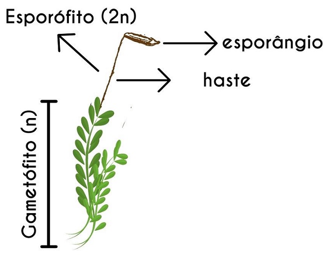 Esporófito - Briófitas