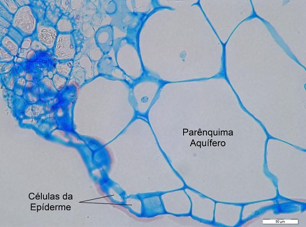 parênquima aquífero