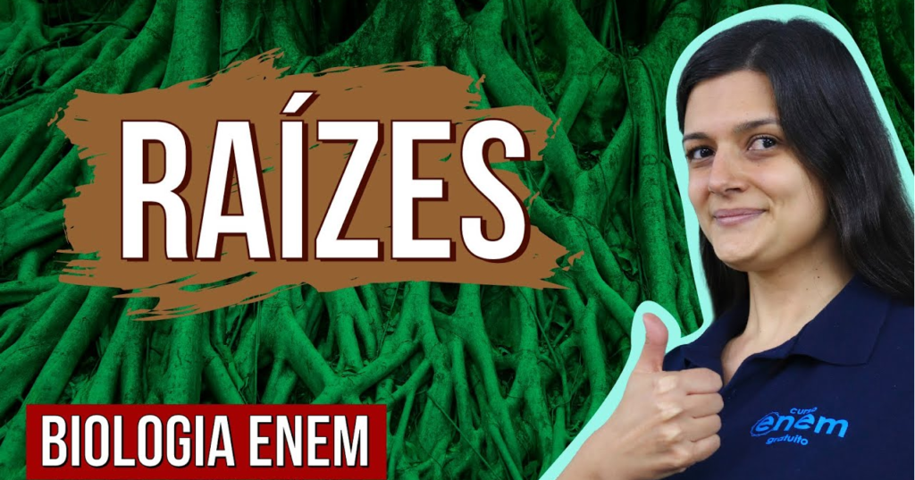 Raízes: tipos de raízes, estrutura, características e funções
