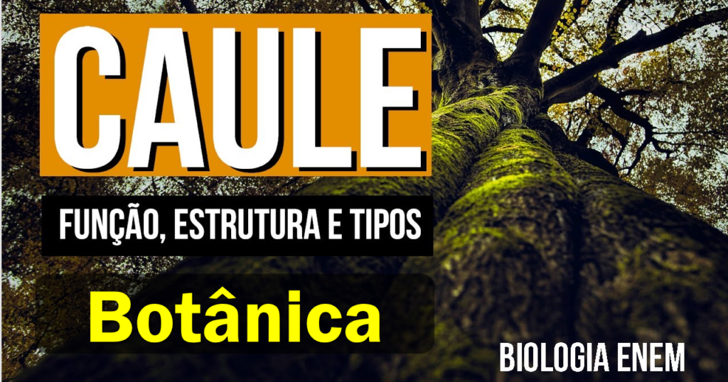Caule: o que é, função, estruturas, tipos de caules e exemplos