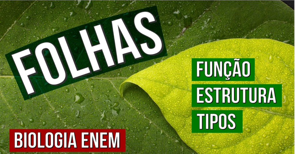 Folhas: estrutura, tecidos, funções e tipos - Aula de Biologia para o Enem