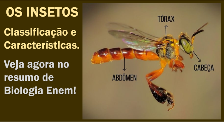 Insetos: características, classificações e exemplos