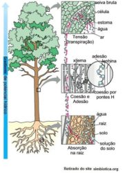 Como ocorre o transporte de seiva bruta e elaborada nas plantas
