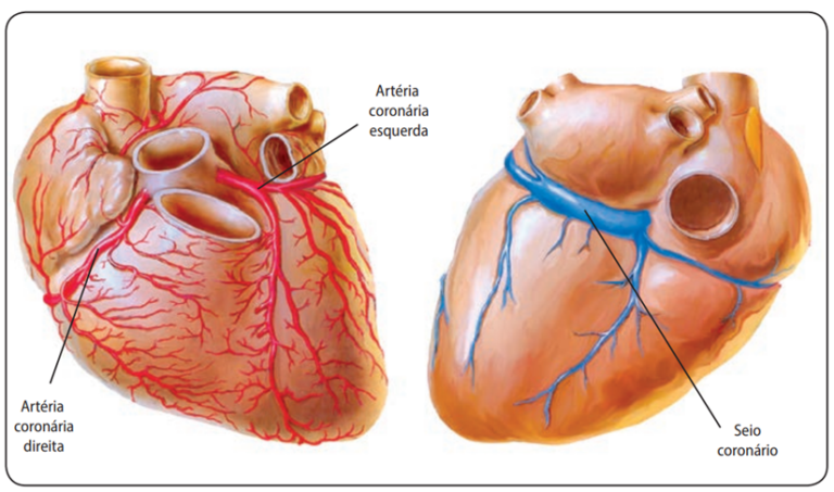 sistema-cardiovascular-o-que-rg-os-e-caracter-sticas