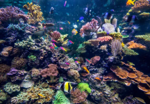 Ecossistema marítimo