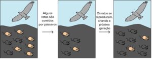Seleção natural: o que é a teoria da evolução de Charles Darwin