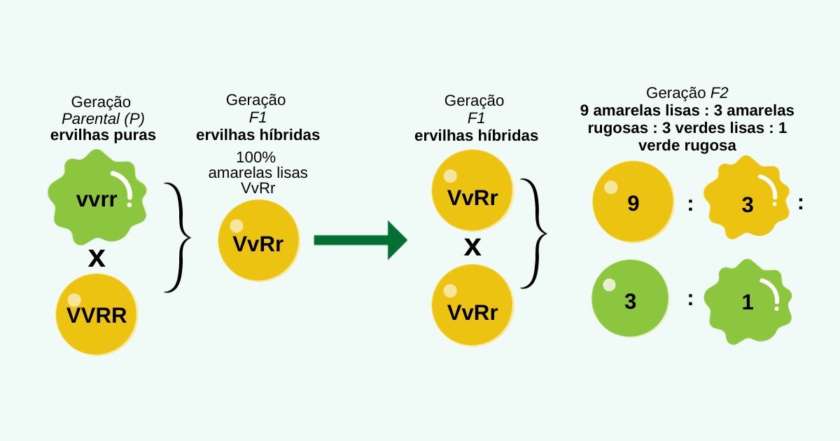 De Acordo Com As Leis De Mendel Indivíduos Com Genótipos - RETOEDU