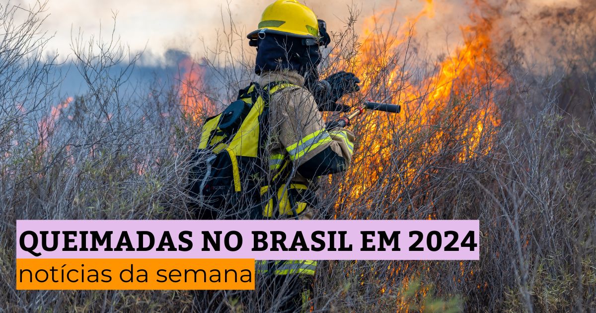 Queimadas no Brasil em 2024: notícias da semana