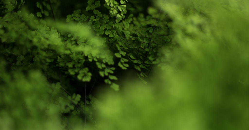 Como plantas “conversam” na natureza?