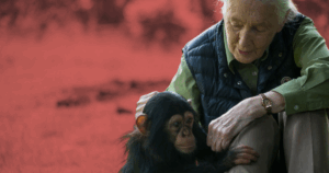 Adeus a Jane Goodall: quem foi a pioneira que transformou a primatologia